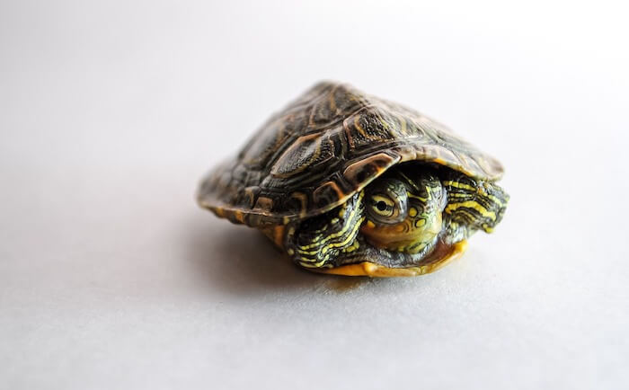 Besser schlafen Tipps Schildkrötentechnik
